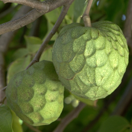 Bonita cherimoyas on the tree at Anthony Brown's Rincon Del Mar Ranch in Carpinteria. 2/25/13 © David Karp