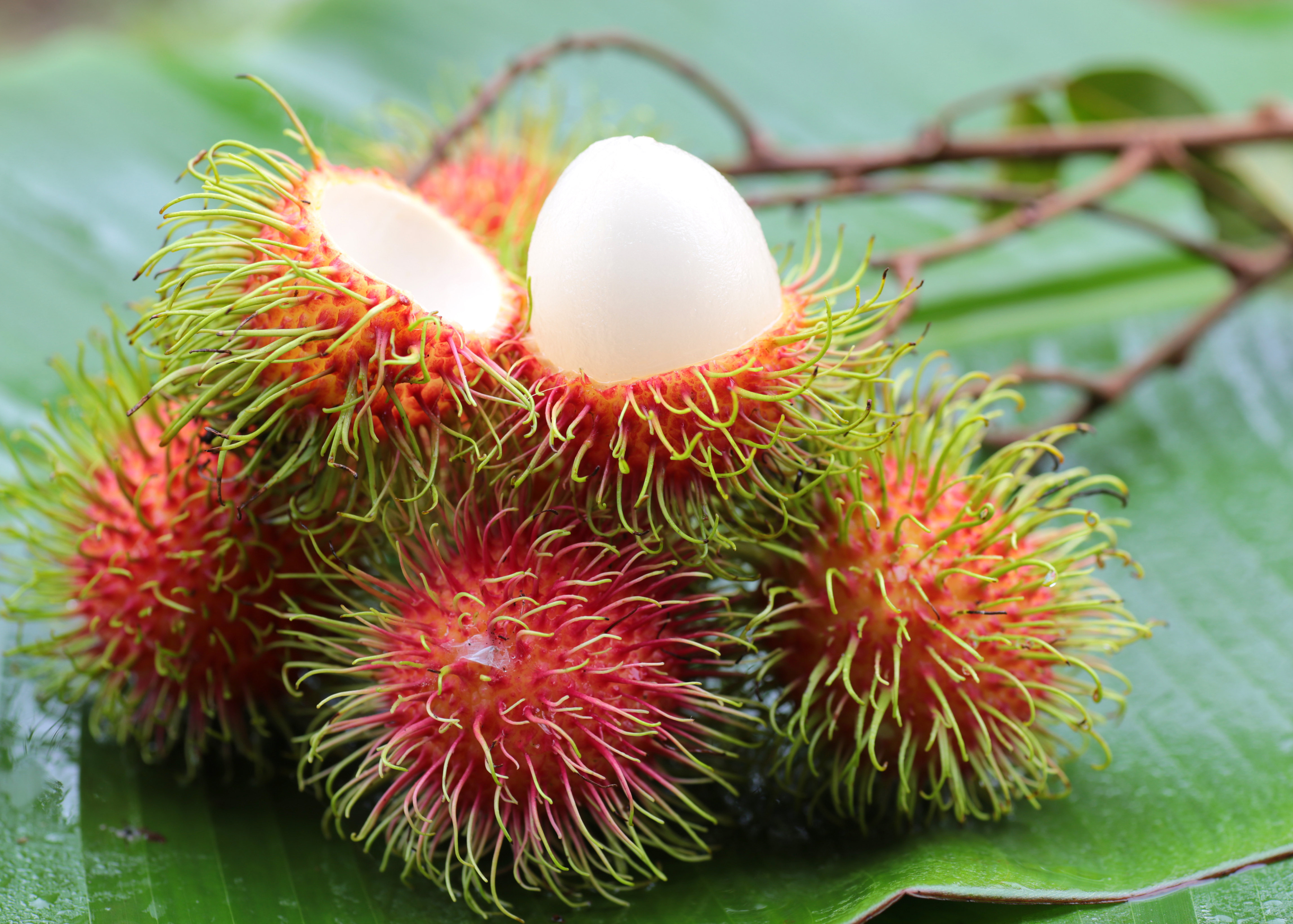  Rambutan  il litchi peloso La forchetta sull atlante