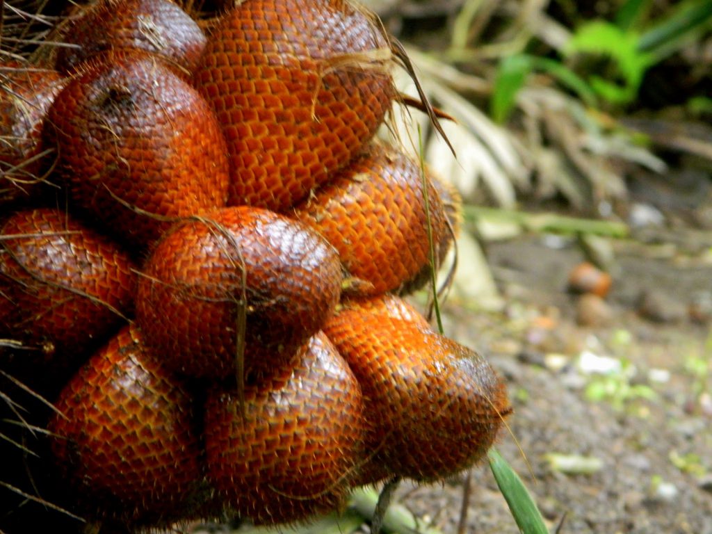 salak-fruit-indonesia